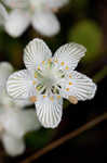 Kidneyleaf grass of Parnassus